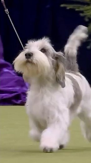 Learn about the #PetitBassetGriffonVendéen