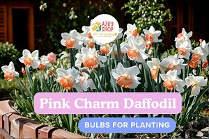 5 Pink Charm Daffodil Bulbs for Planting – Spring Flower, Large Cup Narcissus, Soft Pink & White Blooms, Garden Perennial - Etsy
