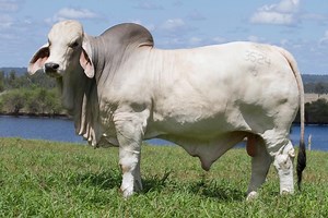 NCC Brahman bull sets $325,000 all breeds record price - UPDATED - Beef Central