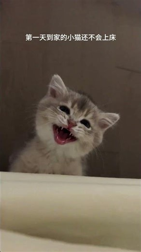 Munchkin Kitten Meowing Loudly: Why They Are So Vocal! 🐱