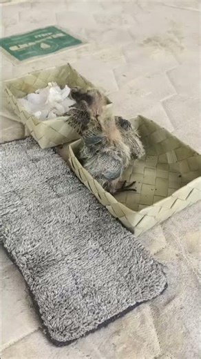 newborn baby birds feeding