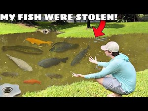 Someone STOLE My Pet Fish… AGAIN!