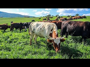 The BEST way to raise COWS that I have ever seen | Mob Grazing at Polyface Farm