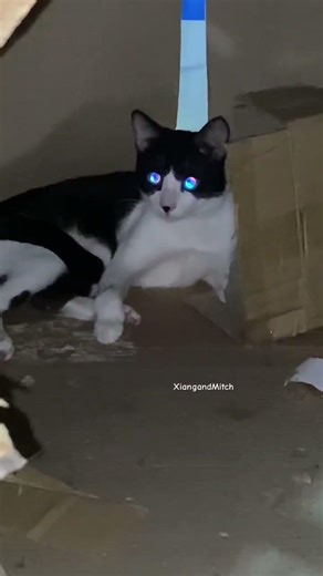 The Cutest Scared Cat Reaction Ever 😼 #catlife #cutecat #cute #cuteanimals #animals