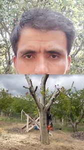 The Secret to Perfect Walnuts: Master Grafting in 10 Minutes . . . . . . . . . Learn the secret to perfect walnuts with this quick and easy tutorial on mastering grafting in just 10 minutes! Walnut grafting is a fantastic technique that can significantly improve the quality of your walnut trees. Watch this video to discover how you can enhance your walnut harvest with this simple method. Perfect for both beginner and experienced gardeners alike! . . . #Walnuts, #Grafting, #Horticulture, #Gardeni