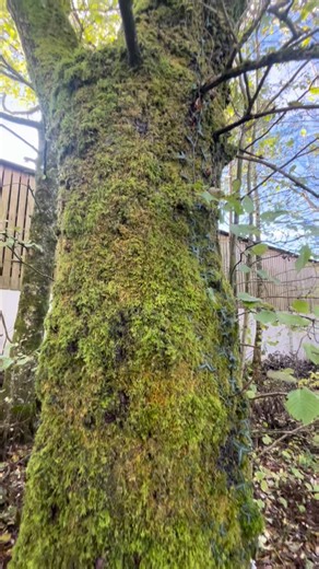 15 reactions | A WHIP TO A WHOPPER!!! There’s something so special...