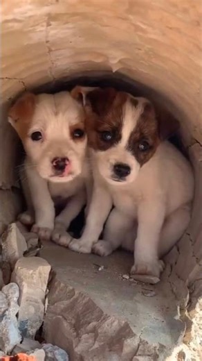 dog rescue part 3 |#dog #pets #animals #puppy #funny #shorts #viral #trending #reels #sad #cat