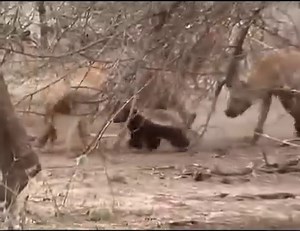 The Crazy Nastyass Honey Badger #wild | Animal World