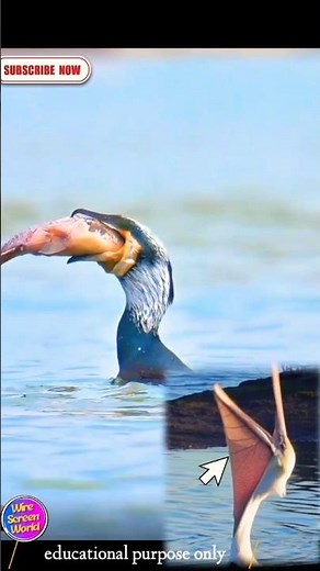 How a Duck Swallows a Fish! 🐟🦆 हास ले माछा निल्छ कसरी ? #duck #fish #facts #माछा