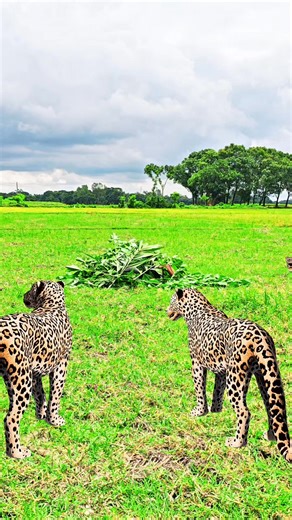 leopard attack men 🐅🐆 #reels #vfx #leopard | Gamer Vai