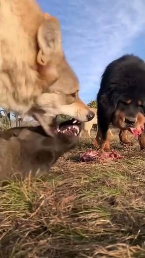 Tibetan Mastiff vs Wolf 🐺🐺🐺