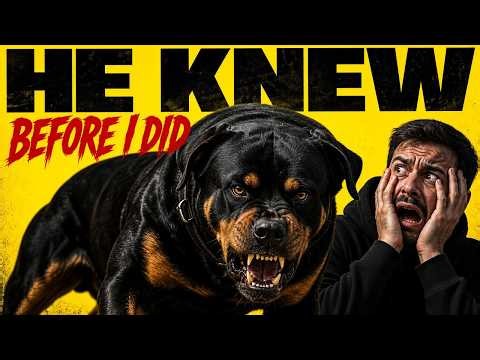 Why Rottweilers Instantly Notice Dangerous People