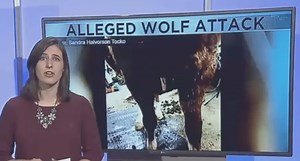 Wisconsin DNR Investigating Wolf Attack on Horse, But That's Only Half the Story