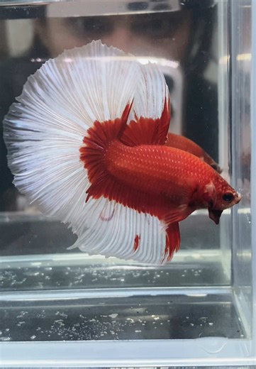 FISHKINIAN AQUATIC on TikTok