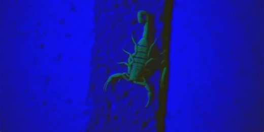 Phoenix exterminator says it’s peak season for bug calls; here’s how to keep them out