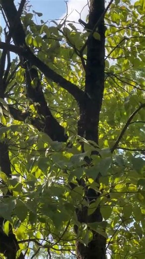 Cirrus SR22 N98SL flyby 7/31/2024