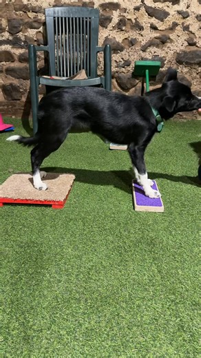 Walks and toys aren’t enough for a Border Collie 🐑 They need: • mental engagement 🧠 • skills they can build on • training that actually goes somewhere This Friday I’m running free live online training 💻 where I’ll introduce some of the core foundations I use with my own dogs. We’ll start with front feet targeting 👣 A simple but powerful exercise that develops: • body awareness • confidence • balance • the foundations for many future skills ✨ This is a preview of the online course I’ll be lau