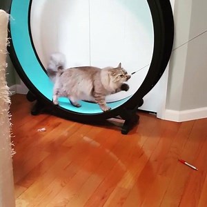 Those days when you need a little extra motivation. #onefastcat #onefastcatwheel #catwheel #motivation 📹: @jess.mcawesome | One Fast Cat