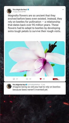 Magnolias Existed Before Bees