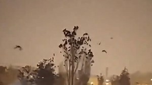 Sixth sense? Strange behaviour of birds caught on camera just before Turkey earthquake