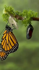 La naissance du papillon monarque : un miracle de la nature Observons de plus près la métamorphose extraordinaire du papillon monarque, un véritable ballet aérien qui ne cesse de fasciner. Un œuf minuscule Tout commence par un minuscule œuf, pondu par la femelle monarque sur la face inférieure d'une feuille d'asclépiade. De forme ovale et de couleur blanche, il est difficile à repérer à l'œil nu. Une chenille gourmande Après quelques jours, l'œuf éclot et une petite chenille rayée de noir, jaune