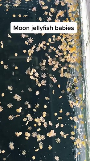 Adorable Moon Jellyfish Babies in an Aquarium