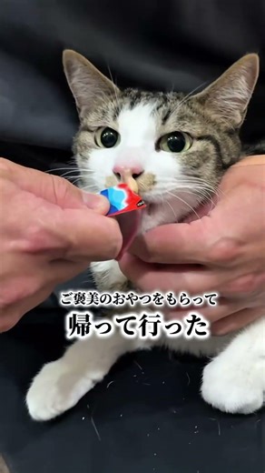 恨みのアポロくん。