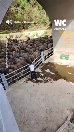 Mighty buffalo herd crossing the river | Watercooler Animals