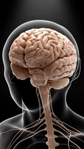 How Your Brain Translates Touch Into Pain #NeuroscienceExplained #BrainFacts #HealthScience