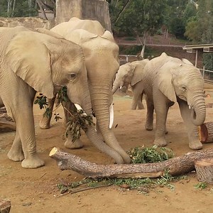 Branch manager battle. | San Diego Zoo Safari Park