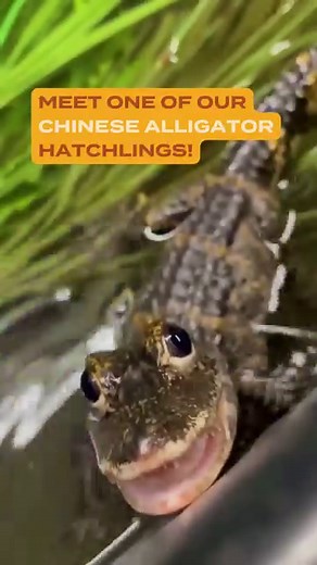 Meet one of our Chinese alligator hatchlings! 🐊 This little one is part of our efforts to contribute to the conservation of this critically endangered species, found only in the Yangtze River valley in China. Unfortunately, habitat loss has put this species at risk which is why we're proud to have hatchlings and raise awareness for their species. While you can't see the littles in person, you CAN see their parents on exhibit in the Amphibians & Reptile building! #SedgwickCountyZoo #ChineseAllig