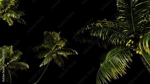 Palm tree transition on a transparent background with an alpha channel. Travel, trip, tourism, vacation, relax.