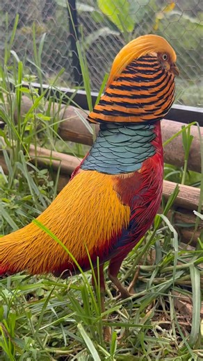 La Villa Del Faisán | Faisán Dorado #pheasant #faisan #nature #photography #dorado | Instagram