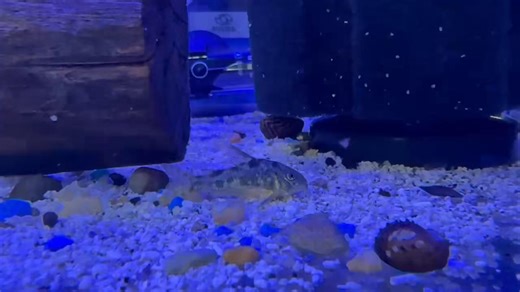 The Salt and Pepper Corydoras (Corydoras habrosus) is a tiny, peaceful catfish known for its distinctive speckled pattern and playful nature. Native to South America, it thrives in small groups, helping keep the tank clean while adding charm to freshwater aquariums. | Pet Zone Tropical Fish, San Diego, California | Facebook