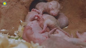 19K views · 299 reactions | The  queen will move to different chambers in the colony, and the other mole-rats will help her, visit her and bring her food. #GameofMoleRats Watch the Live web cam: https://nationalzoo.si.edu/webcams/naked-mole-rat-cam | Smithsonian’s National Zoo and Conservation Biology Institute | Facebook