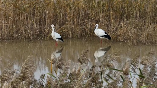 With winter settling in, flocks of migratory birds are making their way from north to south to their wintering grounds. China is situated along four of the nine major migratory flyways globally. To ensure the safety of the birds, China has been making efforts. #GLOBALink | China Xinhua News