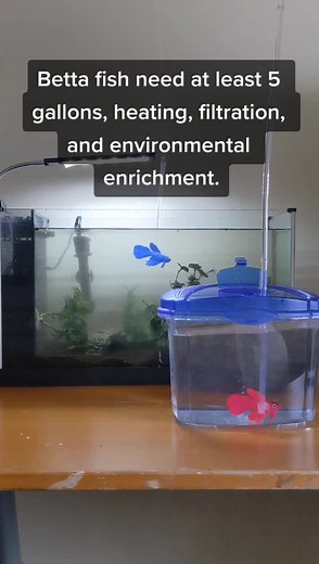 bettaworldforbettas on TikTok