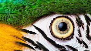 This lab's collection of over 60,000 eyeballs reveals how animals see the world in different ways. Follow Focal Point so you don't miss out on the next incredible science story! | Focal Point