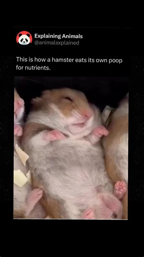 Explaining Animals | Follow me @animalsxplained to learn something INTERESTING about animals every day 🧠‼️ Hamsters practice a behavior called coprophagy,... | Instagram