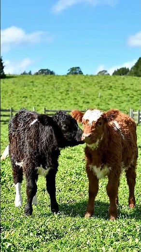 Two Baby Cows Playing in the Pasture 🥺🤍