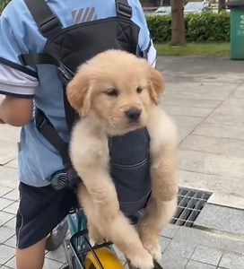 Pack your own little puppy…🐶😊 #Cute #Shy #Dogpack #Funny #Adorable #Dog | iChongqing