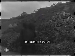 2K views · 16 reactions | Ottoman women from the Thrace region picking flowers in 1910' out of town and showing their face for a moment. -Kubilay | Turk - ish/ic history | Facebook