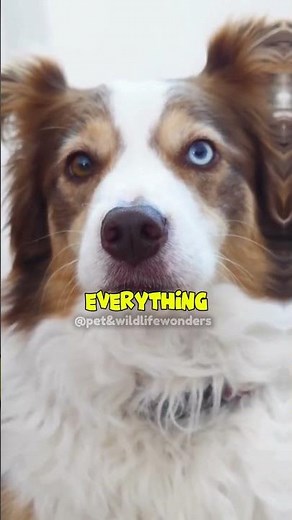 Weird Dog Behaviors Explained | Funny & Cute Dog Moments 🐶😂