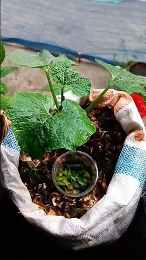 This pruning trick gives you MASSIVE pumpkins #gardening #pumpkingardening #gardeninghacks