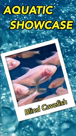 Aquatic Showcase: Blind Cavefish #blindcavefish #tetra #fishkeeping