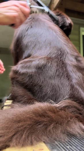 Summer dog shedding part 545. 2 minutes of combing and this is the amount of dog hair that came out 😳 I started with my favorite pin brush, then used a wide-toothed dog comb and ended with the Sullivan Comb😅 #dogshedding #doghairremoval #newfoundlanddog #newfiepuppy