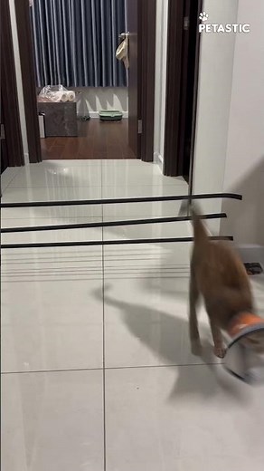 This Cat Tried the Jumping Challenge With a Cone On… You Won’t Believe How Far She Got!