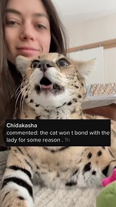 Chloe’s bonded with me! i just have more videos of her hissing and playing with me than i do with Matt….because i’m the one taking the videos! Chloe spends, outside of sleeping, 70% of her time just cuddling with the both of us (like right now!)☺️❤️ | Chloe the Serval