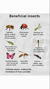 Helpful insects are nature’s built-in garden helpers. By welcoming them, you reduce pests naturally, boost pollination, and grow healthier plants with less effort. 7 Helpful Insects That Support a Healthy Garden Ladybugs – Devour aphids, mites, and scale insects. Lacewings – Their larvae are fierce predators of soft-bodied pests. Hoverflies – Excellent pollinators; larvae eat aphids. Ground Beetles – Hunt slugs, caterpillars, and soil-dwelling pests at night. Praying Mantises – Generalist predat