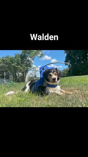 54 reactions · 8 comments | Happy Thursday Angels! Yay! Walden got his Muffin's Halo♡ "Life has been a little chaotic over here as we adjust to all sorts of new normals. Here are a few photos I have snapped recently of my sweet old blind man with his halo ❤️ His head sure appreciates it! Thank you all Angels who donated♡ ~Robin S and Walden | Second Chances For Blind Dogs Foundation | Facebook